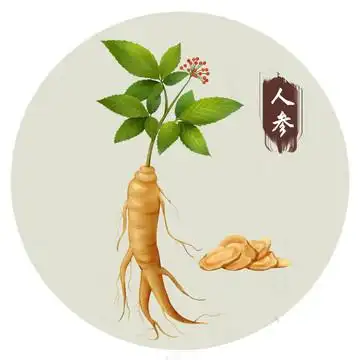 人参图片
