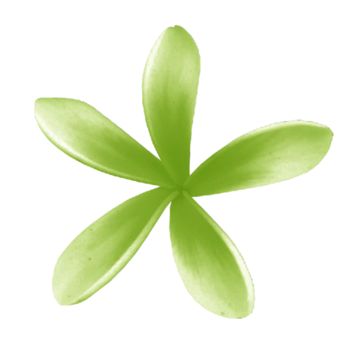 各种花朵类免抠png透明图片(第②集)