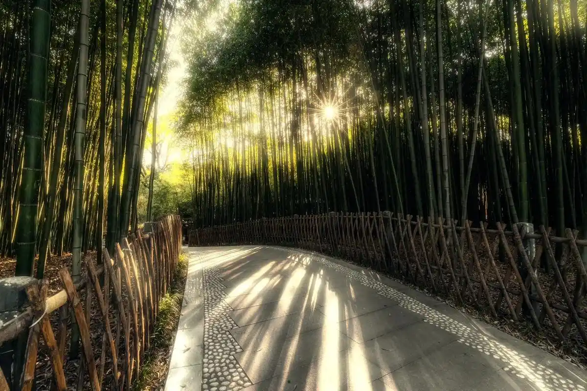 宝鸡植物园竹林.#治愈系风景 #一起享受大自然的美 #每一帧 - 抖音