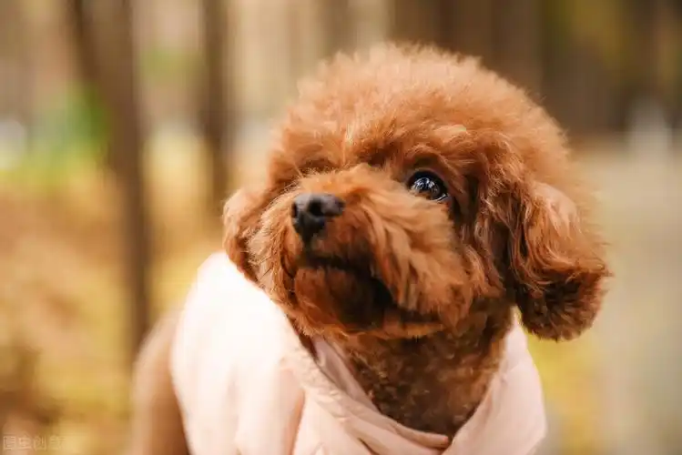 泰迪犬的造型很多变,可以做非常多的可爱造型,就冲这点,不少的女孩子