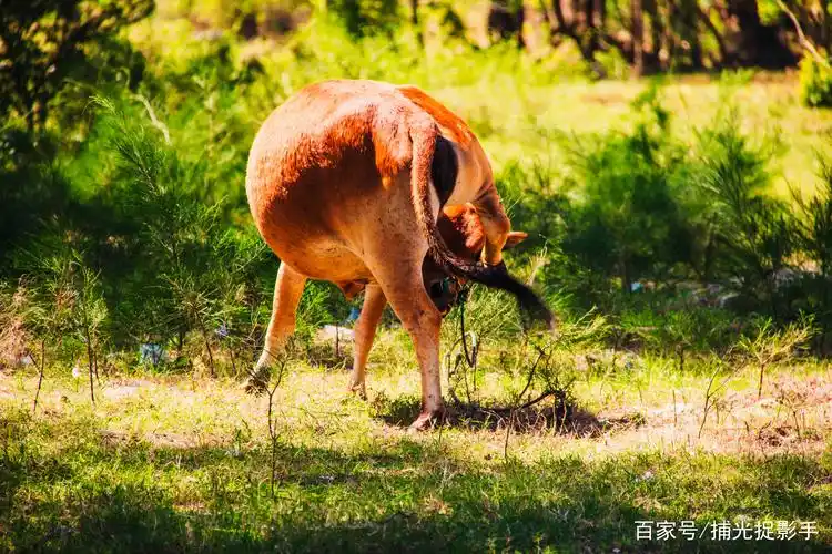 田园风光:在洒满阳光的午后,树荫下,有一群可爱的小牛