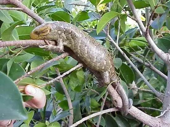 猴子尾石龙子的饲养