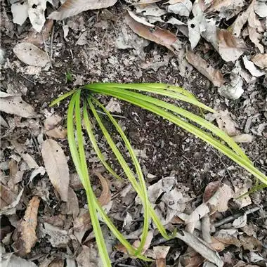 下山惠兰变异黄草 - 中国兰花交易网