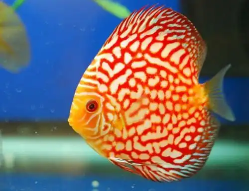 2500多字整理17种七彩神仙鱼常见疾病