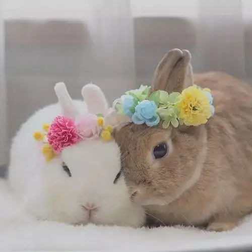 日本网友家这两只相亲相爱的兔子看着就让人心情大好