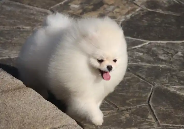 狗场里的博美犬能不能养活 价格贵不贵