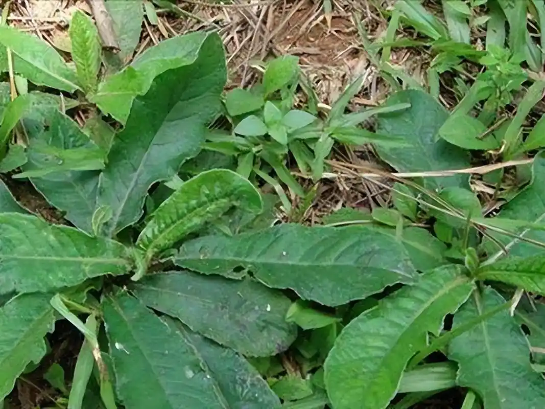 山间小路上经常看到的地胆草,它的根部用来煲汤,也是非常的美味