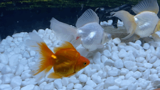 2020深圳海洋奇梦馆新春中国金鱼特展时间,亮点,门票