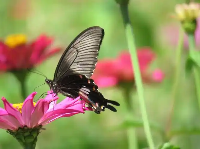 蝴蝶飞在花丛中