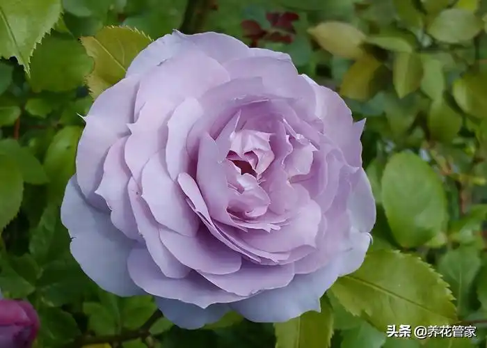 最爱紫玫瑰,优雅,高贵,从容