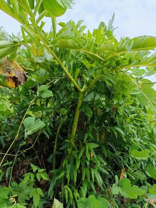 现摘鸡屎藤叶整手工圆糍