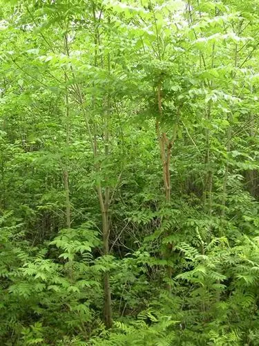 黄柏树皮的作用与功效有哪些?