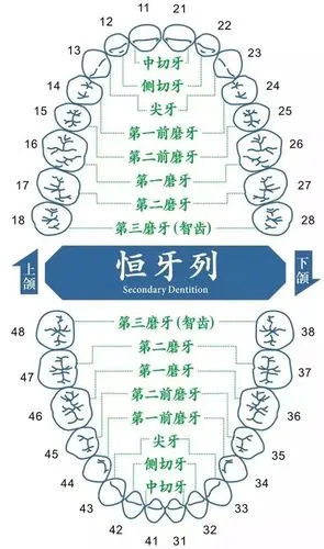 牙齿矫正一定要拔牙吗?一下子拔4颗是不是太多了?