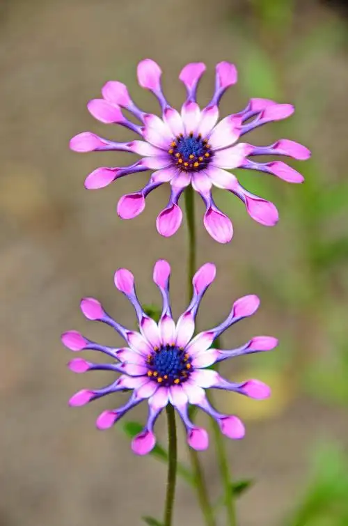 世界上最美的花卉前十名玫瑰和牡丹都没上榜