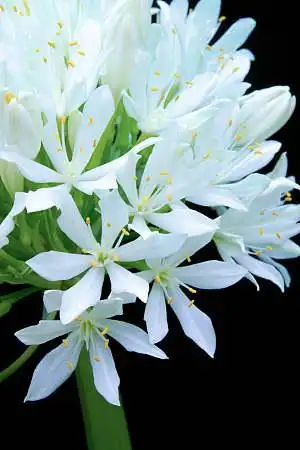 白花图片_图片大全