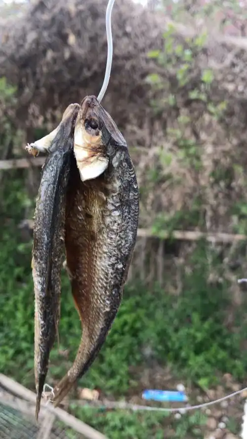 咸鱼一条,随风飘