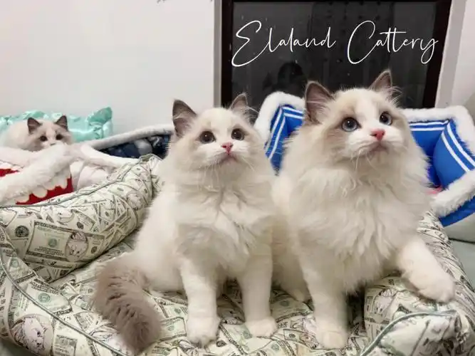 布偶猫蓝双姐弟可可爱爱