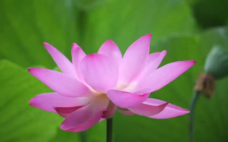 盛开的粉色莲花照片桌面壁纸