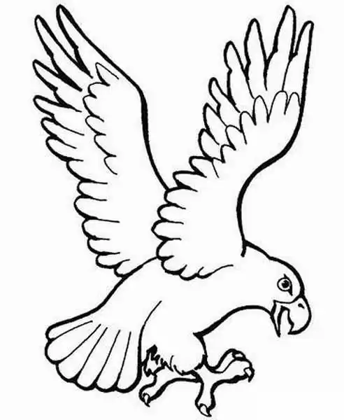 大鹏展翅简笔画幼儿园