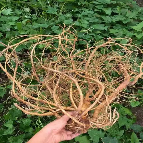 毛桃五指野生新鲜根无汤料五爪龙七指500g其他药食同源食品