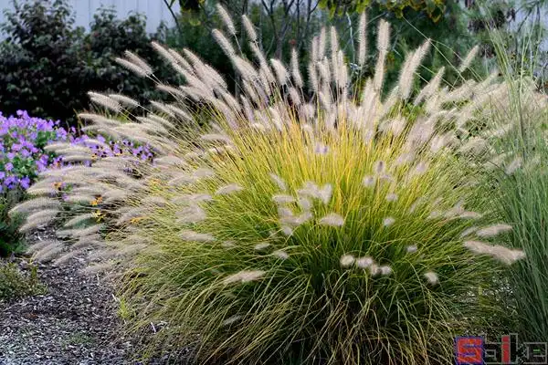 狼尾草_芮草_狗尾草_狗仔尾_老鼠狼_狗尾巴草