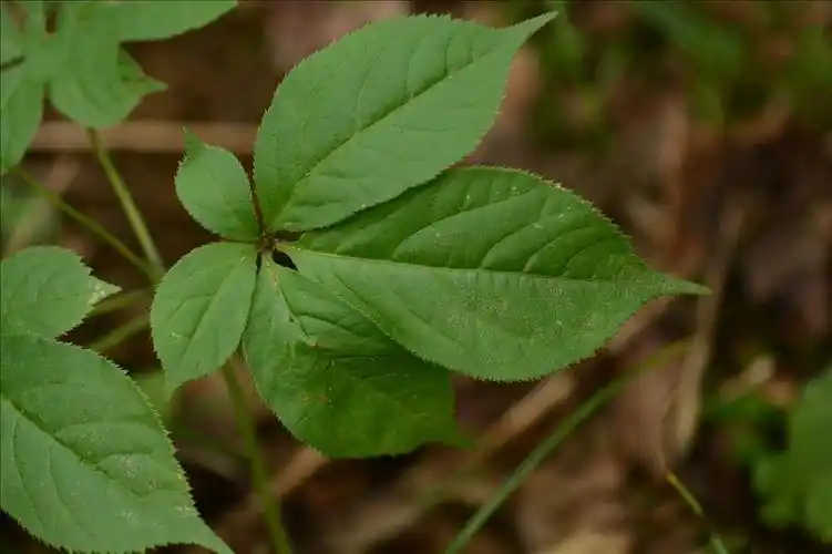 p>假人参(学名 i>panax pseudoginseng /i> wall.