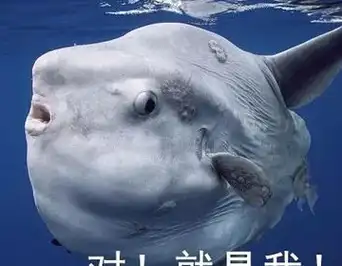 戏说翻车鱼的那点儿事