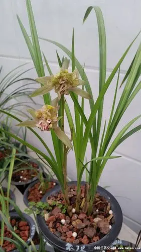 春剑蒙顶奇珍-春剑篇-中国兰花交易网社区
