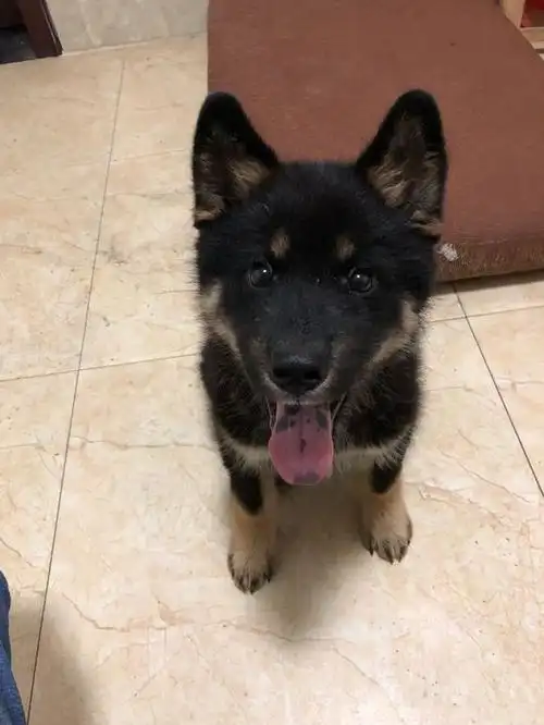 是四眼狗 和我家的一样 中华田园犬 明显标志眼睛