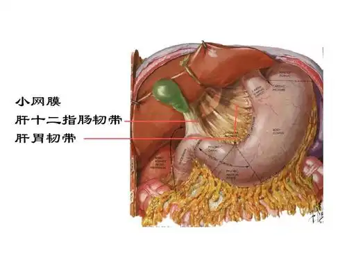 小网膜 肝十二指肠韧带 肝胃韧带