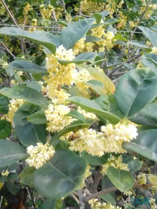 [花] 常年出售盘龙香 桂花 喜欢花的朋友可以看下 广交爱花养花的朋友