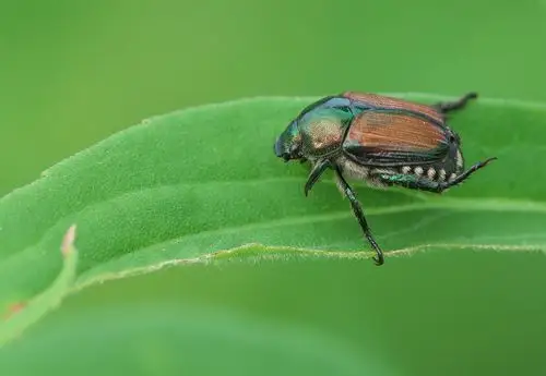 日本的甲壳虫,甲虫,昆虫