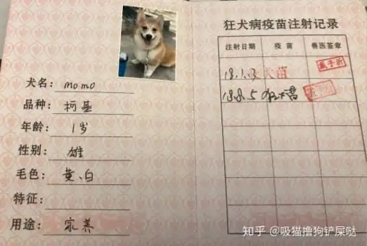 北京狗证怎么办理