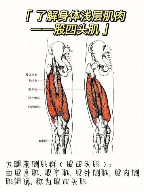 了解身体浅层肌肉大腿前侧肌群