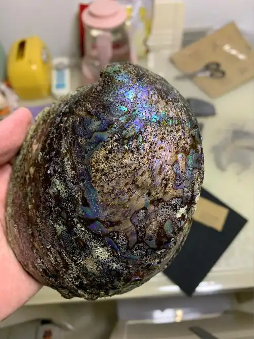 打磨黑金鲍第一天