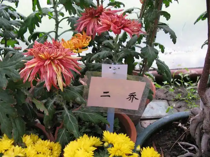 2010,12年乌市植物园菊花展(含菊花品种及文化介绍)一歌曲菊花台!