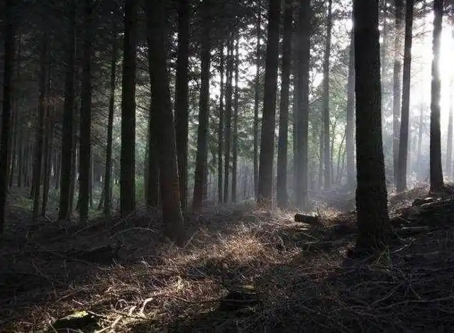盘点7个世界上最恐怖的森林