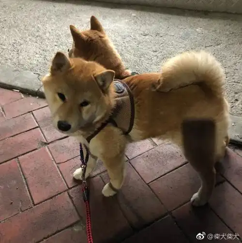 是双头犬! instagram:shiba_3nammae