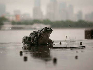 【蛙~在广州】青蛙王子:哇~哇~哇~噙晚听话妮妲嚟咗,啱想去盵下