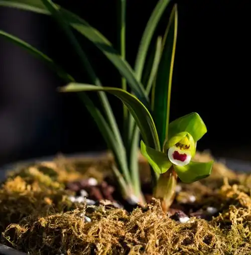 贵州野生兰花珍稀品种(春兰)
