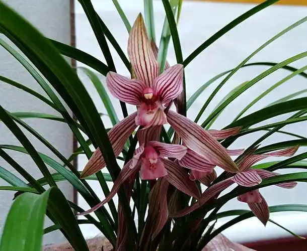 原创用兰花石栽兰花几天浇一次水比较好兰花石养兰花的优缺点