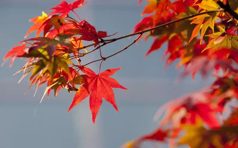 唯美红色枫叶图片桌面壁纸_风景壁纸_壁纸下载_美桌网