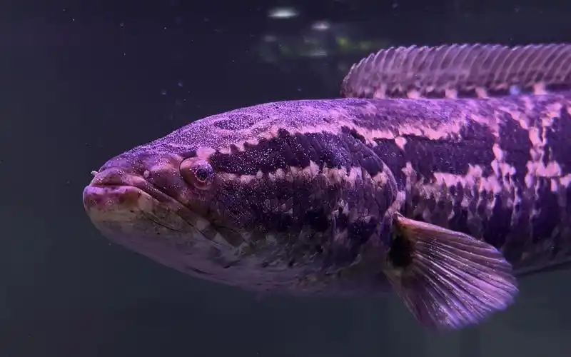 蟒纹雷龙要凉黄金眼镜蛇已到达但是体型