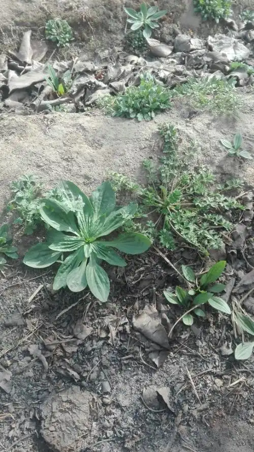 这个小名叫猪耳朵草,它的作用也不小,它的草籽可以治头疼
