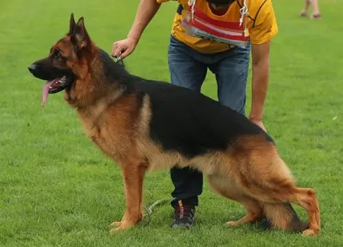 7575 德牧大家谈 7575 → va10《艾力克》小母四个月整  此