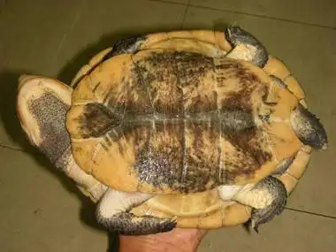 【转载】蟾龟类(蟾头龟)phrynops,mesoclemmys,rhinemys种类一览