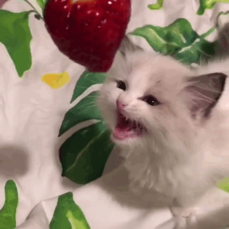 447_447gif 动态图 动图