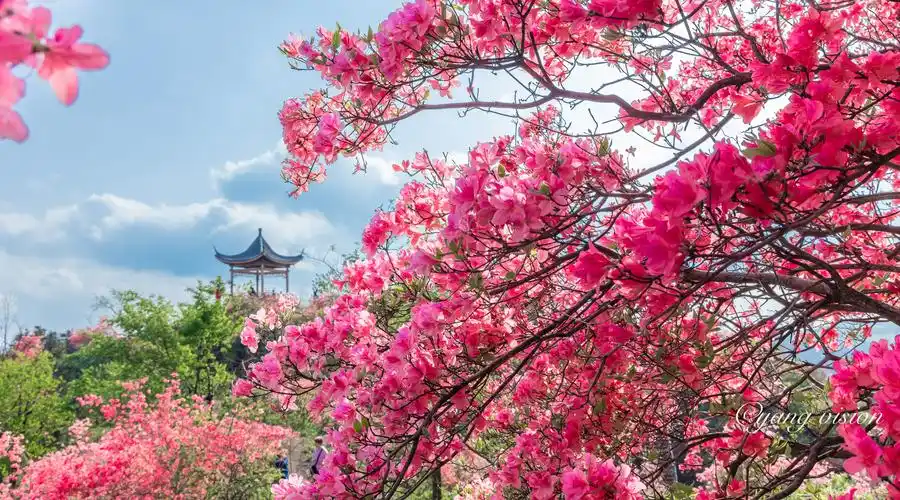 金寨,岭上开遍映山红_高清图集_新浪网