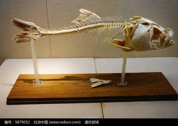 鱼骨标本