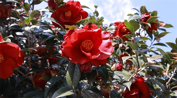 冷水滩:山茶花迎春绽放-永州新闻网